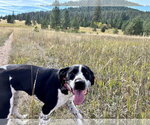 Small Photo #3 Pointer-Unknown Mix Puppy For Sale in Polson, MT, USA