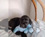 Small Photo #10 Labrador Retriever Puppy For Sale in CAPE CORAL, FL, USA