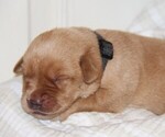 Puppy Josko Labrador Retriever