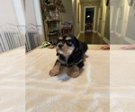 Small Photo #18 Cavalier King Charles Spaniel Puppy For Sale in BENTONVILLE, AR, USA
