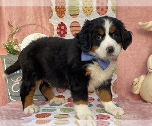 Bernese Mountain Dog Puppy for sale in LANCASTER, PA, USA