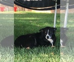 Small Photo #1 Border-Aussie Puppy For Sale in LOMA, CO, USA