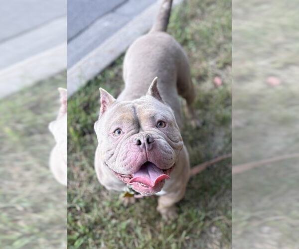 Medium Photo #4 American Pit Bull Terrier-Unknown Mix Puppy For Sale in Plymouth, MN, USA