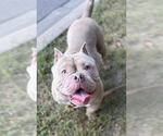 Small #3 American Pit Bull Terrier Mix