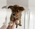 Small #6 Pembroke Welsh Corgi