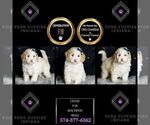 Small Photo #64 Maltipoo (Miniature) Puppy For Sale in WARSAW, IN, USA