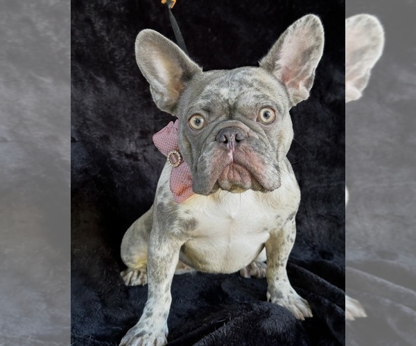 Medium Photo #2 French Bulldog Puppy For Sale in SACRAMENTO, CA, USA