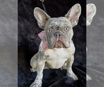 Small #1 French Bulldog