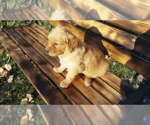 Golden Retriever Puppy for sale in LEON, KS, USA