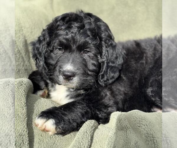 Medium Photo #2 Miniature Labradoodle Puppy For Sale in San Diego, CA, USA