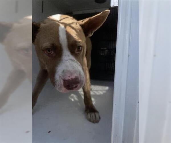 Medium Photo #1 American Pit Bull Terrier Puppy For Sale in Houston, TX, USA