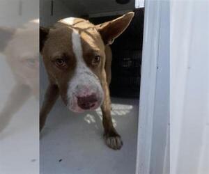American Pit Bull Terrier Dogs for adoption in Houston, TX, USA