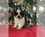 Small Photo #2 Poodle (Miniature)-Zuchon Mix Puppy For Sale in BOWLING GREEN, KY, USA