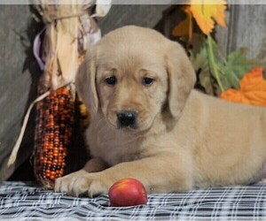 Labradoodle-Poodle (Miniature) Mix Puppy for sale in FREDERICKSBG, OH, USA