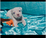 Small #2 American Bully