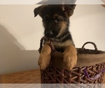 Small #10 German Shepherd Dog