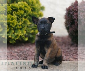 Belgian Malinois Puppy for sale in HONEY BROOK, PA, USA