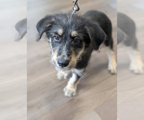Medium Photo #4 Mutt Puppy For Sale in Holly Springs, NC, USA