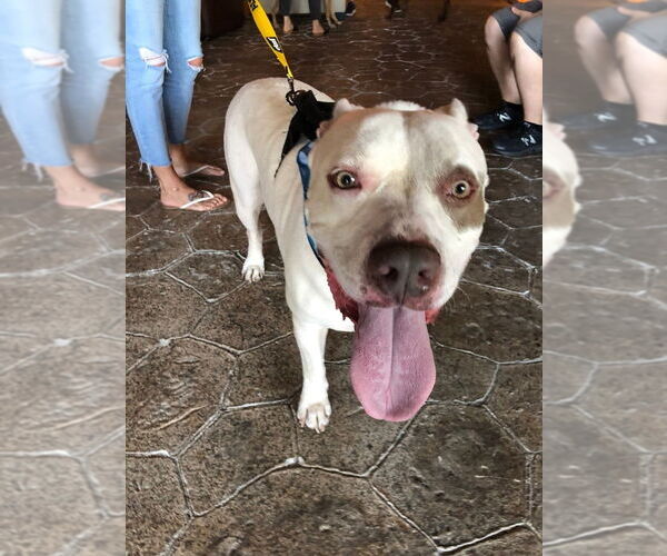 Medium Photo #4 American Staffordshire Terrier Puppy For Sale in West Palm Beach, FL, USA