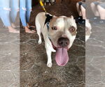 Small #3 American Staffordshire Terrier
