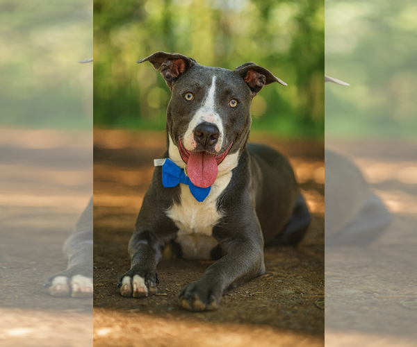 Medium Photo #1 American Pit Bull Terrier-Labrador Retriever Mix Puppy For Sale in Phoenix, AZ, USA
