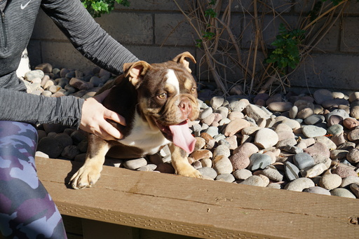 Medium Photo #7 Bulldog Puppy For Sale in LA QUINTA, CA, USA