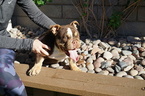 Small Photo #7 Bulldog Puppy For Sale in LA QUINTA, CA, USA