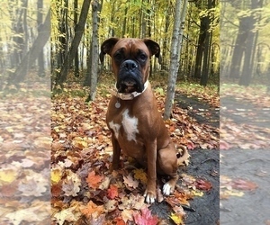 Mother of the Boxer puppies born on 03/04/2023
