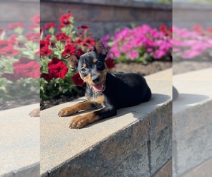 Miniature Pinscher Puppy for sale in CANOGA, NY, USA