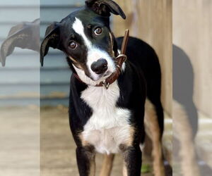 Australian Shepherd Dogs for adoption in Denton, TX, USA