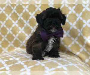 Shih-Poo Puppy for sale in LAKELAND, FL, USA
