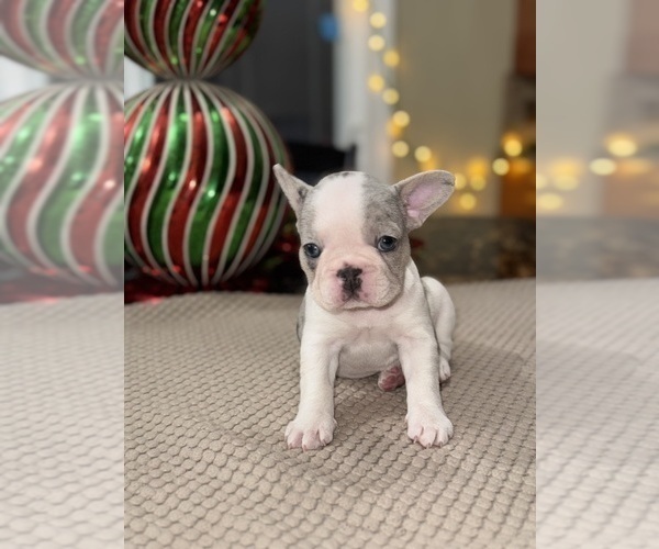 Medium Photo #7 French Bulldog Puppy For Sale in HILTON, NY, USA