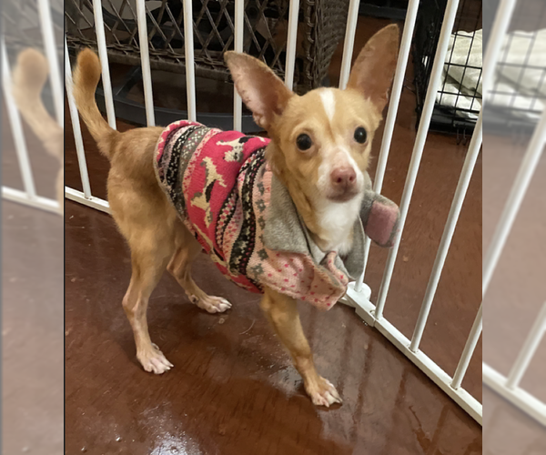 Medium Photo #2 Chihuahua-Unknown Mix Puppy For Sale in San Diego , CA, USA