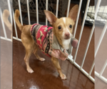 Small #1 Chihuahua Mix