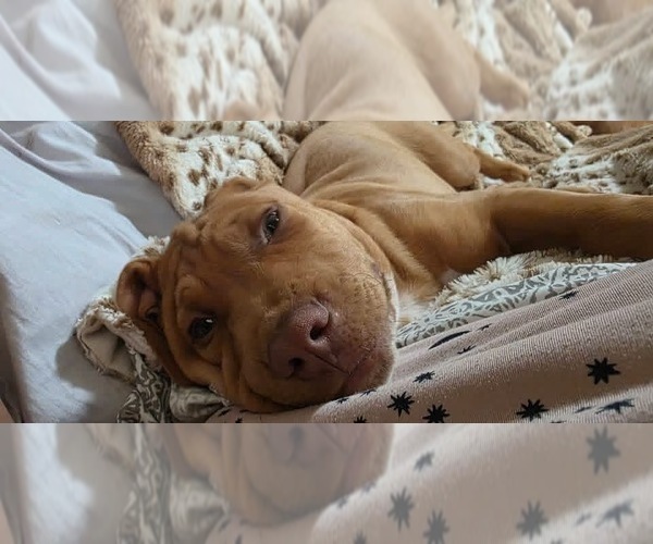 Medium Photo #9 Mutt Puppy For Sale in OKLAHOMA CITY, OK, USA