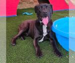 Small Photo #14 Labrador Retriever-Unknown Mix Puppy For Sale in Rockwall, TX, USA