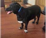Small #2 American Staffordshire Terrier-Basset Hound Mix