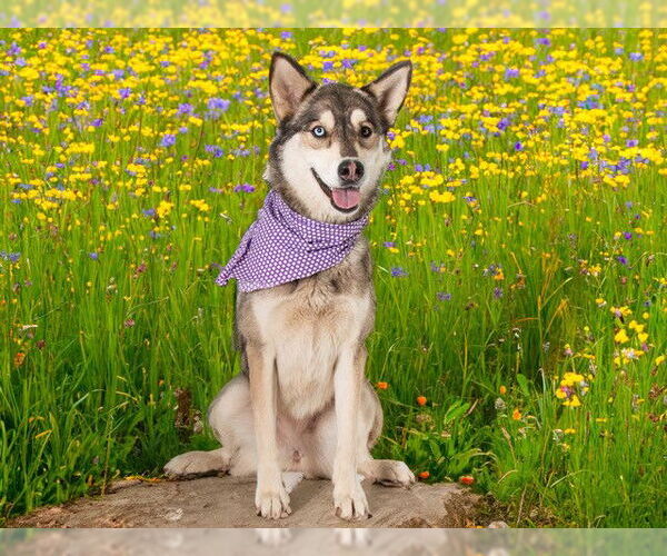 Medium Photo #2 - Mix Puppy For Sale in San Andreas, CA, USA
