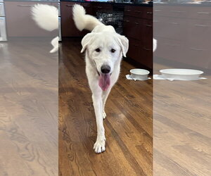Bernie - Male Great Pyrenees-Unknown Mix Dog for Adoption - Photo #4