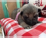 Small Photo #17 German Shepherd Dog Puppy For Sale in MARION, IL, USA