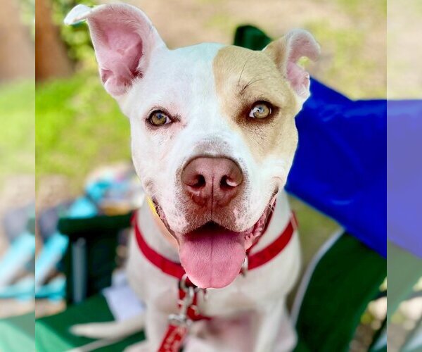 Medium Photo #13 American Bulldog-Unknown Mix Puppy For Sale in Canton, CT, USA