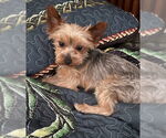 Small #2 Mutt
