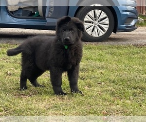 German Shepherd Dog Puppy for sale in LANCASTER, PA, USA