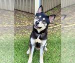 Small German Shepherd Dog