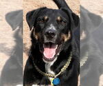 Small #9 Rottweiler Mix