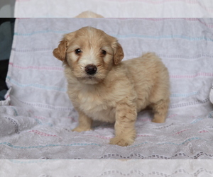 Goldendoodle (Miniature) Puppy for sale in SHILOH, OH, USA
