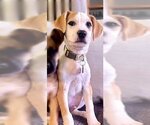 Small Photo #2 Beagle-Unknown Mix Puppy For Sale in Genesee, WI, USA
