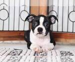 Small Photo #2 Boston Terrier Puppy For Sale in NAPLES, FL, USA