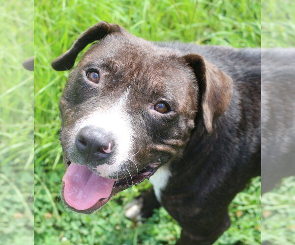 Medium Photo #2 American Staffordshire Terrier-Unknown Mix Puppy For Sale in Jackson, MS, USA