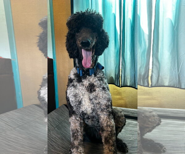 Medium Photo #4 Poodle (Standard) Puppy For Sale in Pacolet, SC, USA